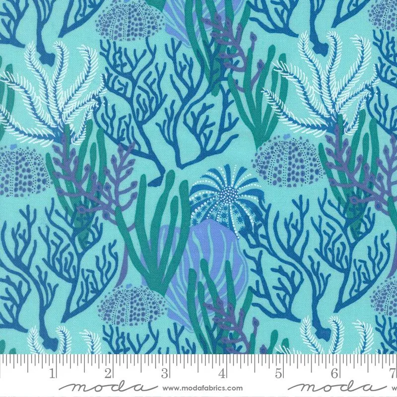 Moda, Reef, Coral Reef, Algae
